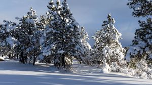 Превью обои деревья, зима, снег, тень