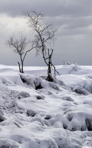 Превью обои деревья, зима, снег, природа