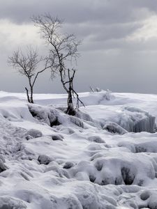 Превью обои деревья, зима, снег, природа