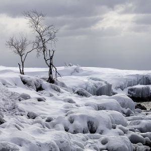 Превью обои деревья, зима, снег, природа