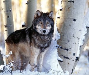 Превью обои деревья, зима, снег, хищник, волк