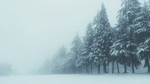 Превью обои деревья, зима, туман, снег