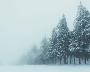 Превью обои деревья, зима, туман, снег