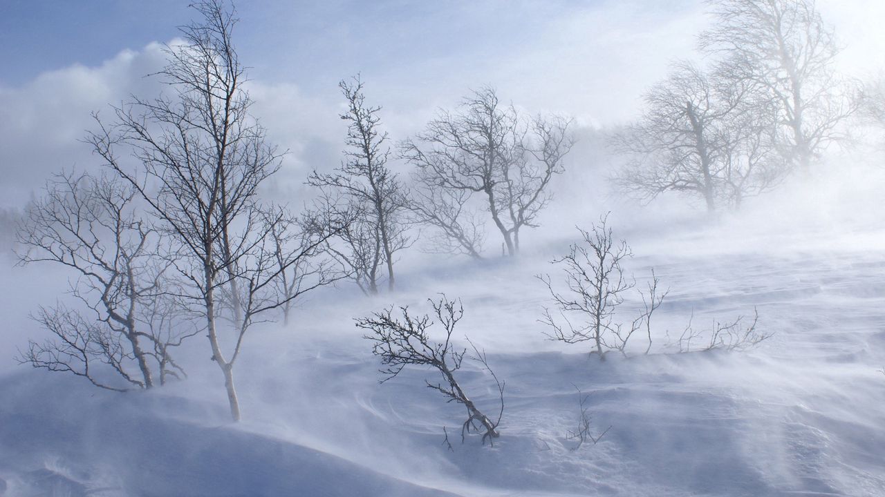 Обои деревья, зима, вьюга, ветер, снег