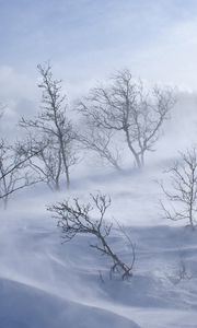 Превью обои деревья, зима, вьюга, ветер, снег