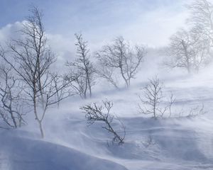 Превью обои деревья, зима, вьюга, ветер, снег