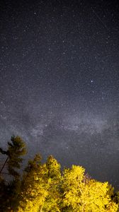 Превью обои деревья, звездное небо, ночь, звезды