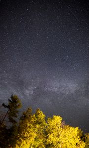 Превью обои деревья, звездное небо, ночь, звезды