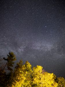 Превью обои деревья, звездное небо, ночь, звезды