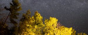Превью обои деревья, звездное небо, ночь, звезды