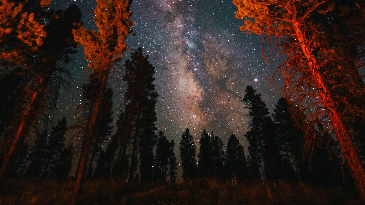 Обои деревья, звездное небо, ночь, природа, темный