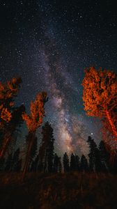Превью обои деревья, звездное небо, ночь, природа, темный