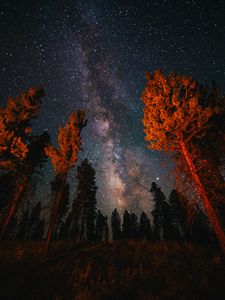 Превью обои деревья, звездное небо, ночь, природа, темный