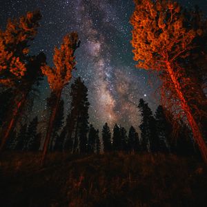 Превью обои деревья, звездное небо, ночь, природа, темный