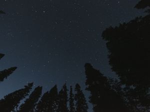 Превью обои деревья, звездное небо, ночь, вид снизу