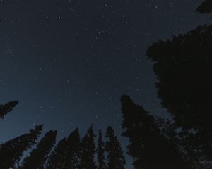 Превью обои деревья, звездное небо, ночь, вид снизу