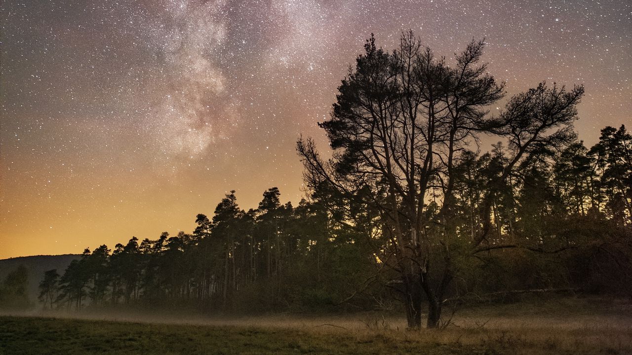 Обои деревья, звездное небо, туман, ночь, звезды