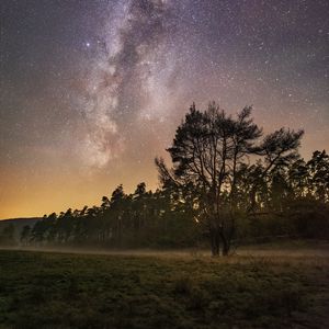 Превью обои деревья, звездное небо, туман, ночь, звезды