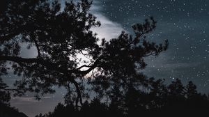 Превью обои деревья, звездное небо, звезды, ночь, облака