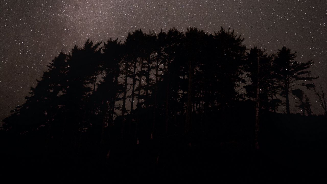 Обои деревья, звездное небо, звезды, туманность, космос