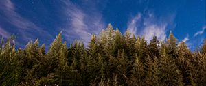Превью обои деревья, звездное небо, звезды, ель, ночь