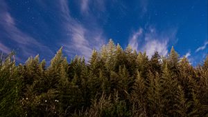 Превью обои деревья, звездное небо, звезды, ель, ночь
