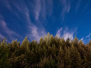 Превью обои деревья, звездное небо, звезды, ель, ночь