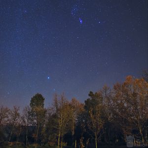 Превью обои деревья, звезды, небо, ночь