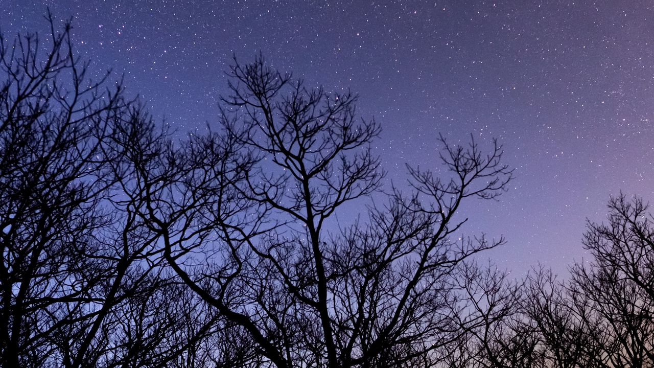 Обои деревья, звезды, небо, ночь, темный