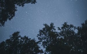 Превью обои деревья, звезды, ночь, звездное небо