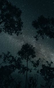 Превью обои деревья, звезды, ночь, небо, темный