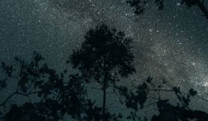 Превью обои деревья, звезды, ночь, небо, темный