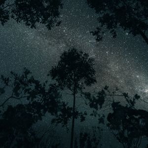 Превью обои деревья, звезды, ночь, небо, темный