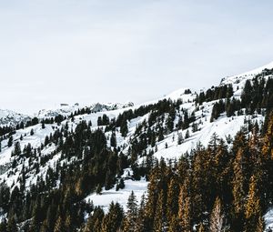 Превью обои деревня, лес, снег, заснеженный, горы