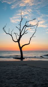 Превью обои дерево, берег, пляж, море, природа