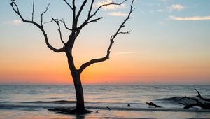 Превью обои дерево, берег, пляж, море, природа
