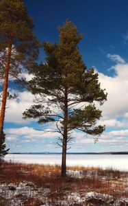 Превью обои дерево, берег, трава, озеро, лед, зима, холод