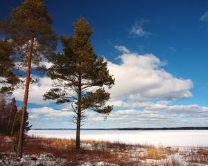 Превью обои дерево, берег, трава, озеро, лед, зима, холод