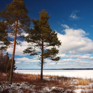 Превью обои дерево, берег, трава, озеро, лед, зима, холод