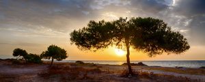 Превью обои дерево, берег, закат, темный