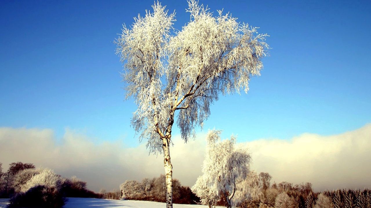 Обои дерево, береза, поле, зима, снег