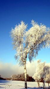 Превью обои дерево, береза, поле, зима, снег