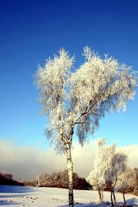 Превью обои дерево, береза, поле, зима, снег