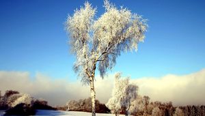 Превью обои дерево, береза, поле, зима, снег