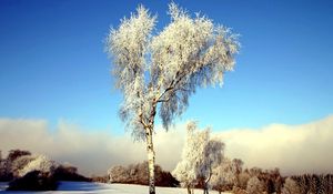 Превью обои дерево, береза, поле, зима, снег