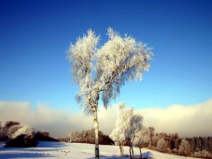 Превью обои дерево, береза, поле, зима, снег