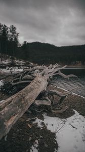 Превью обои дерево, бревно, озеро, берег, природа