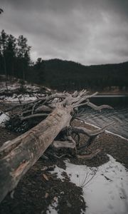 Превью обои дерево, бревно, озеро, берег, природа