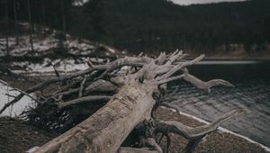 Превью обои дерево, бревно, озеро, берег, природа