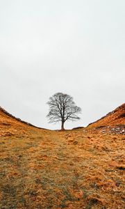 Превью обои дерево, долина, холмы, овраг, природа